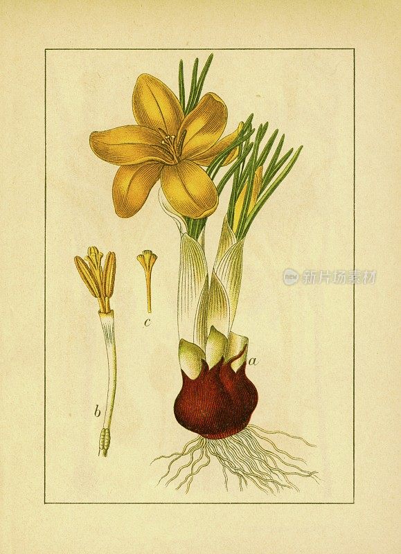黄番红花|古董花卉插图